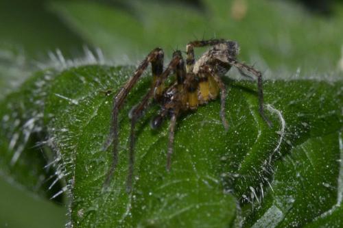 Anyphaena accentuata