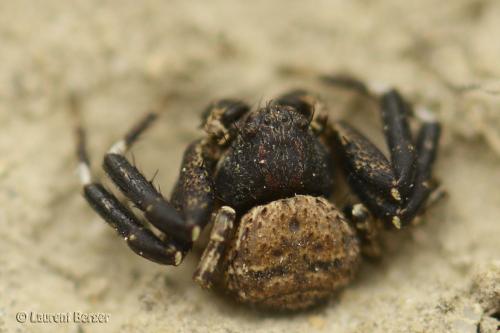 Bassaniodes bliteus