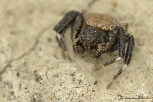 Bassaniodes bliteus