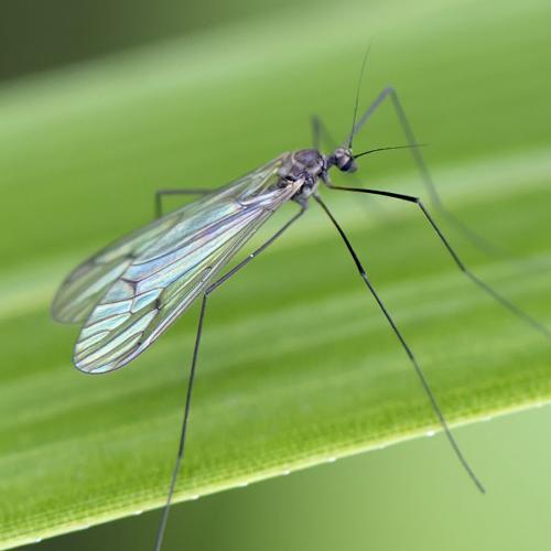 Trichocera regelationis