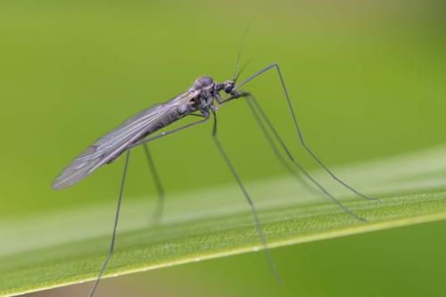 Trichocera regelationis