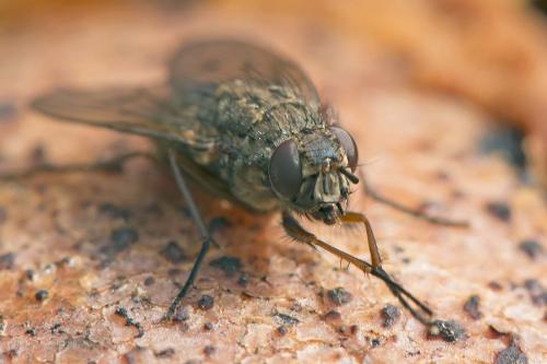 Phaonia tuguriorum