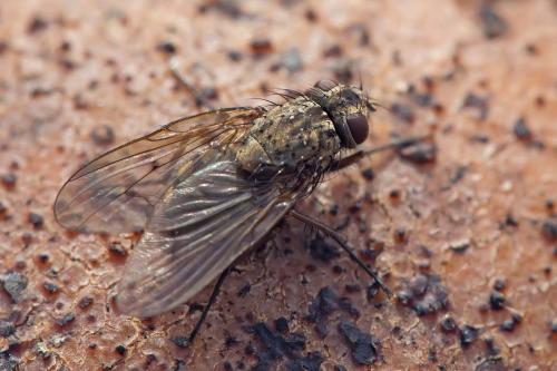 Phaonia tuguriorum