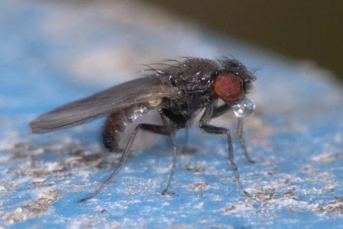 Drosophila sp.