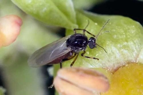 Ceratopogoninae