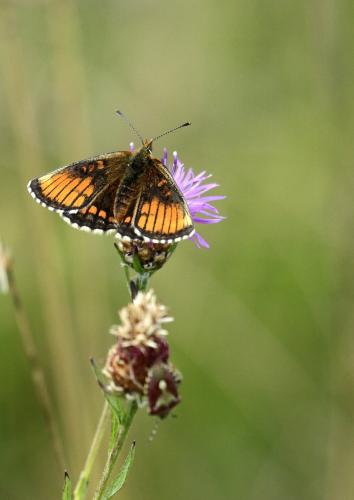 Melitaea parthenoides