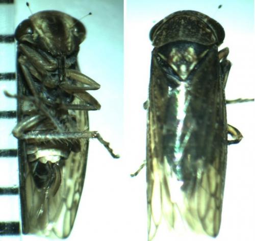 Acericerus ribauti