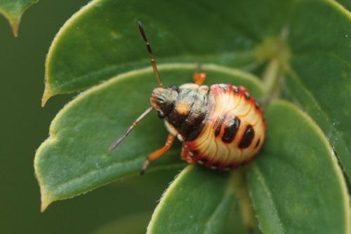 Troilus luridus