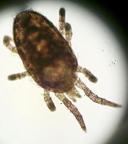 Ophionyssus natricis