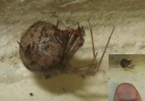 Réf. 135 377 : Parasteatoda tepidariorum