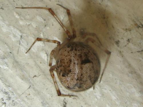 Parasteatoda tepidariorum