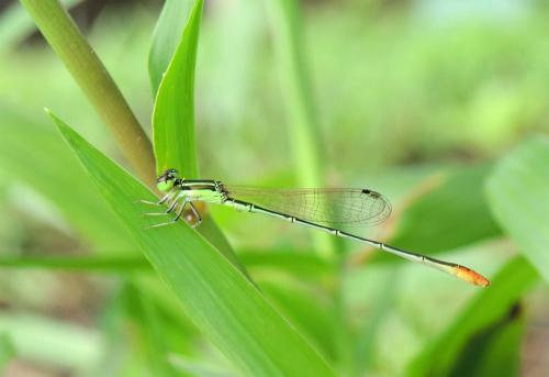 Agriocnemis pygmaea