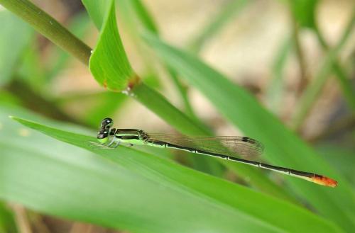 Agriocnemis pygmaea