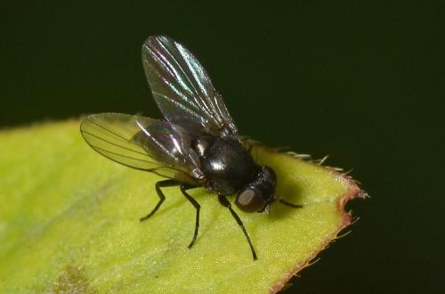 Ophiomyia nasuta
