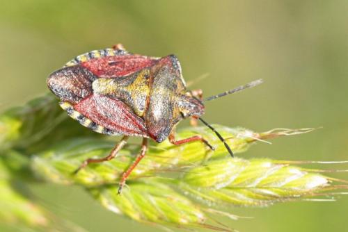 Carpocoris purpureipennis