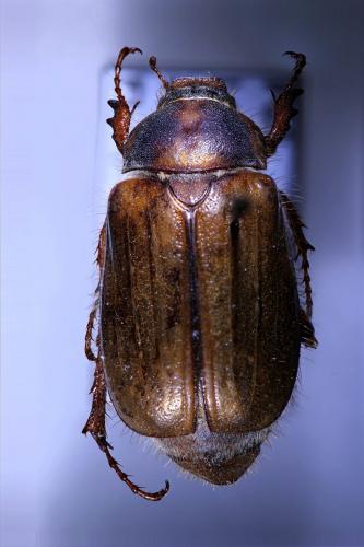 Amphimallon sp.