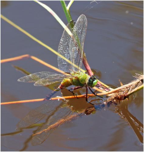Anax concolor