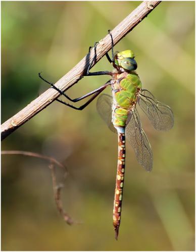 Anax concolor