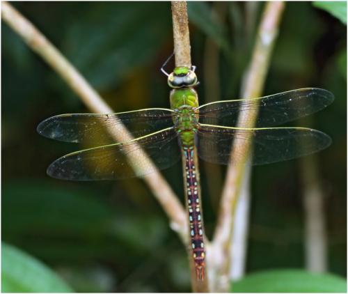 Réf. 135 836 : Anax concolor