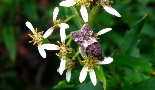 Ancylometis sp.
