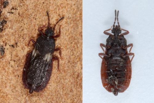 Aneurus avenius
