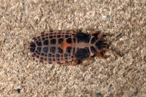 Aneurus avenius