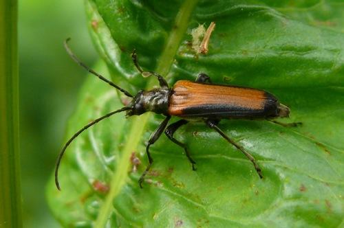 Anogcodes melanurus