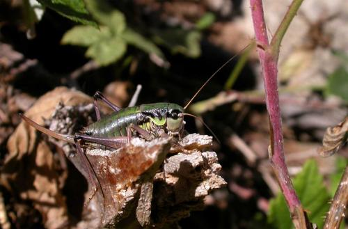 Anonconotus ligustinus