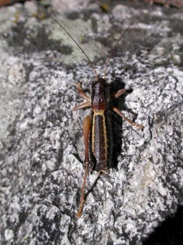 Anonconotus ligustinus
