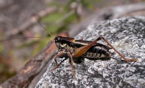 Anonconotus ligustinus