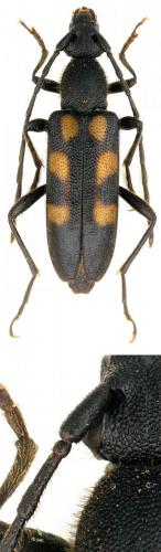 Réf. 135 242 : Anoplodera sexguttata