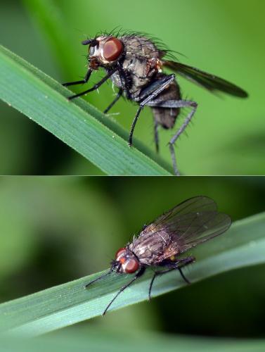 Botanophila fugax