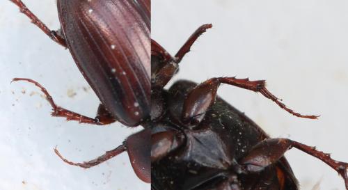 Réf. 135 645 : Planolinus fasciatus