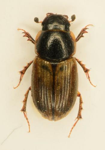 Réf. 135 630 : Melinopterus prodromus