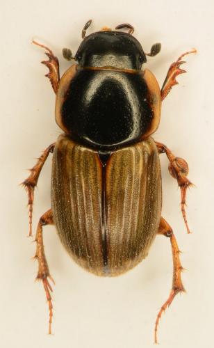 Réf. 135 710 : Melinopterus prodromus