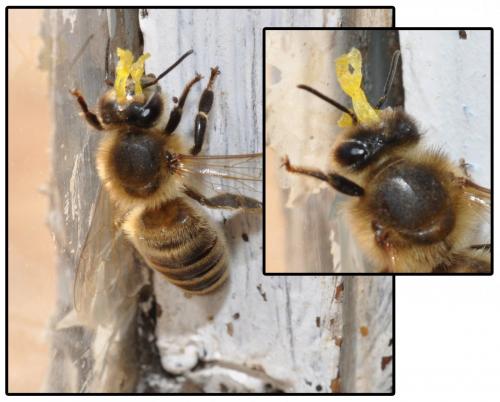 Apis mellifera