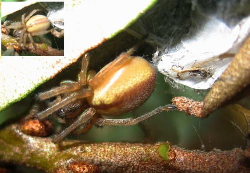 Cheiracanthium sp.