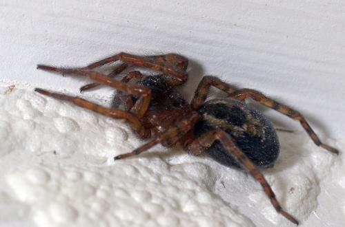 Amaurobius sp.