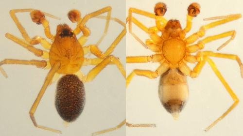 Zodarion rubidum