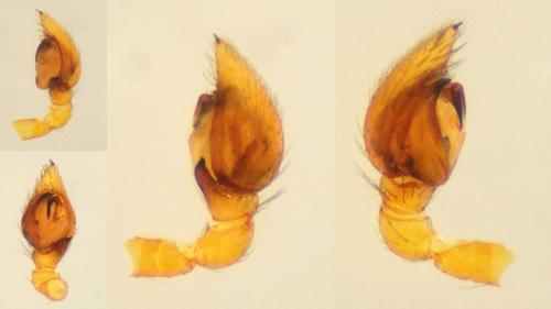 Zodarion rubidum
