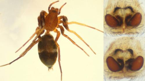 Réf. 135 780 : Micaria albovittata