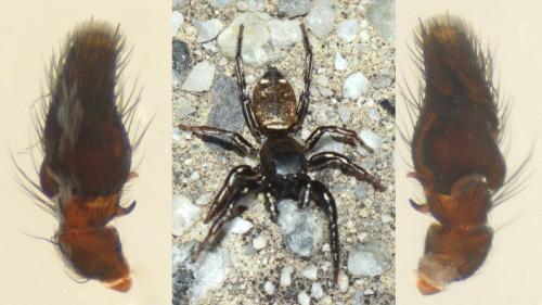 Réf. 135 340 : Heliophanus aeneus