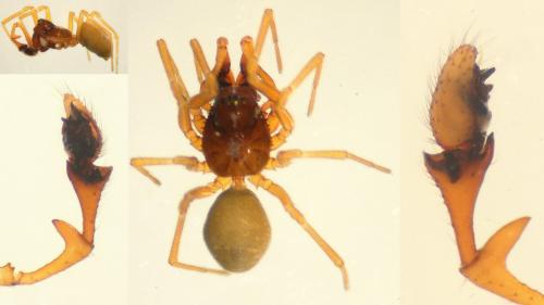 Réf. 135 713 : Erigone longipalpis