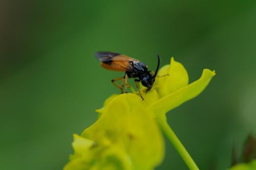 Arge cyanocrocea