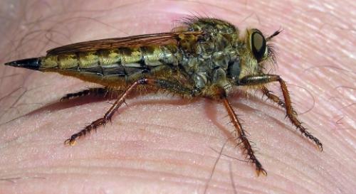 Tolmerus atricapillus