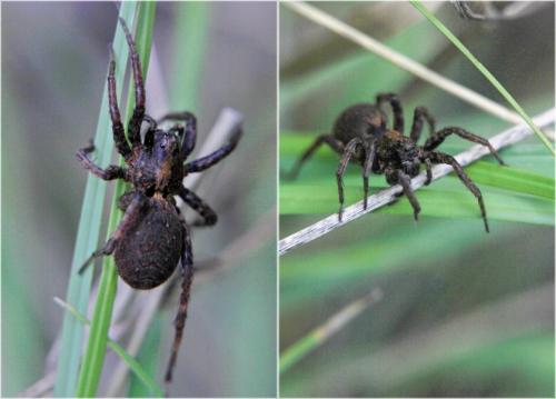 Alopecosa albofasciata