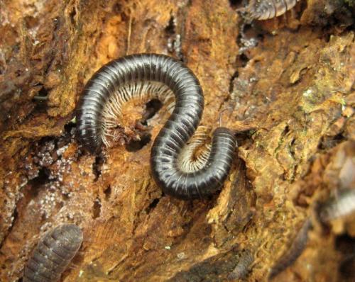 Réf. 135 192 : Tachypodoiulus niger