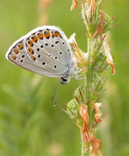 Plebejus argyrognomon