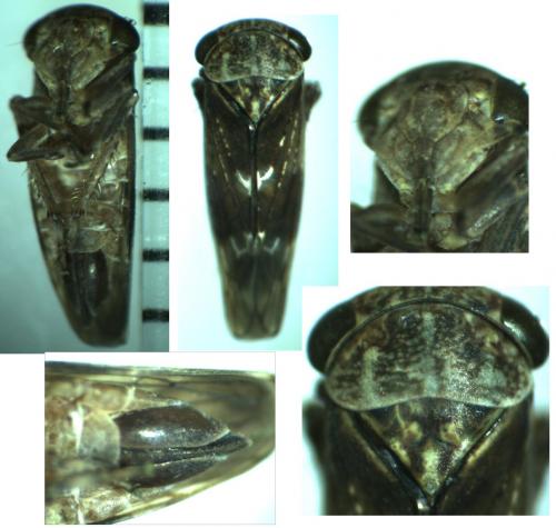 Acericerus ribauti