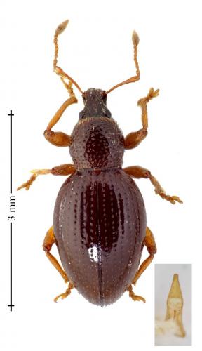 Réf. 135 750 : Exomias araneiformis